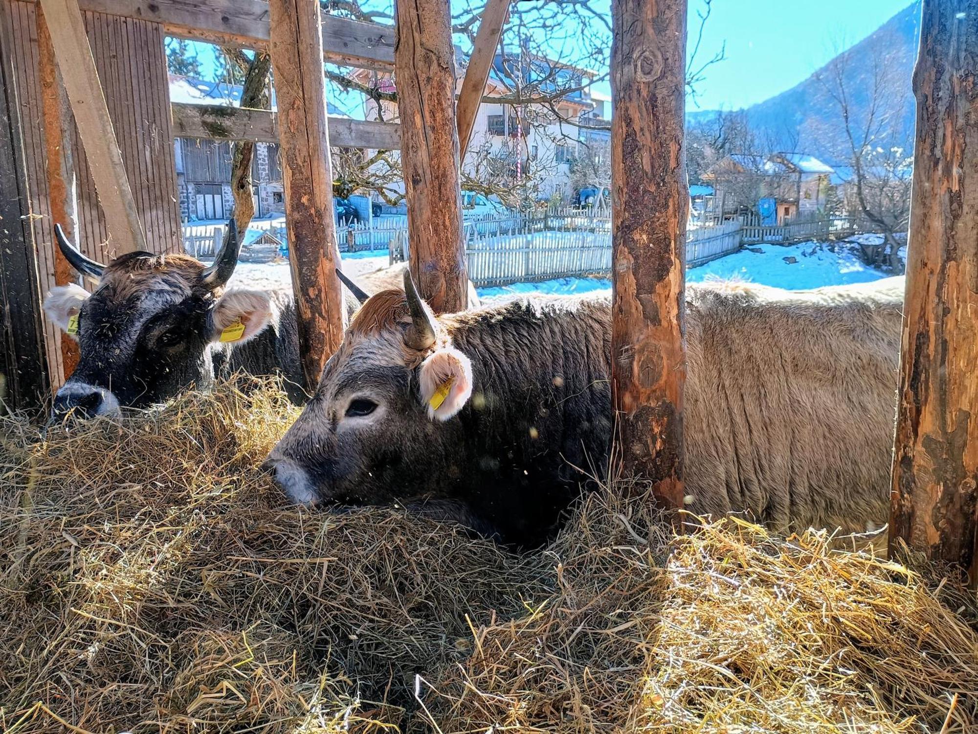 阿尔迪诺Koflhof Urlaub Auf Dem Bauernhof别墅 外观 照片